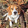animal, autumn, beagle, brown, cute, dog, ears, grass, ground, harness, leaves, looking_up, nature, outdoor, pet, puppy, sitting, sunlight, white, wood