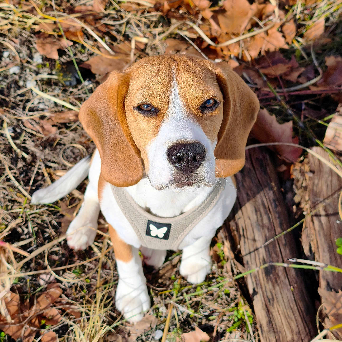 Athéna participe au concours pour gagner de l'argent avec cette photo : animal, autumn, beagle, brown, cute, dog, ears, grass, ground, harness, leaves, looking_up, nature, outdoor, pet, puppy, sitting, sunlight, white, wood