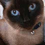 Lily Rose is registered to the contest to win money with this photo: animal, bell, blue_eyes, cat, close_up, collar, cute, domestic_animal, ears, face, feline, fur, indoor, looking, mammal, pet, portrait, relaxed, siamese_cat, whiskers