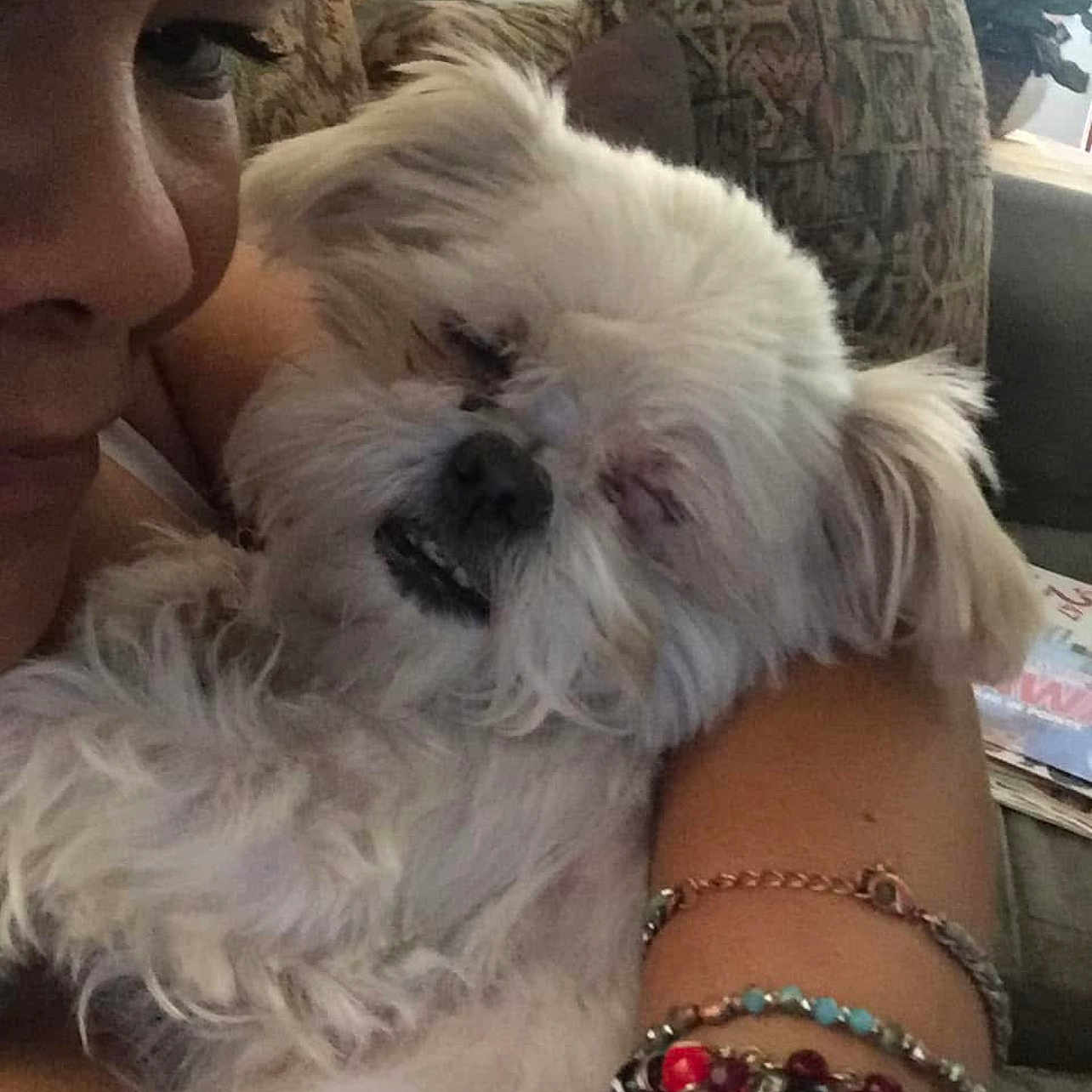 Daisy Rice is registered to the contest to win money with this photo: arm, bracelets, casual, close_up, comfort, couch, cushion, dog, face, fluffy, fur, home, indoor, patterned_fabric, person, pet, relaxation, sleepy, snuggle, white_dog