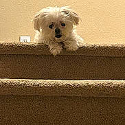 Daisy Rice joined the competition — help win amazing prizes! dog, pet, stairs, carpet, white_dog, indoor, wall, curious, animal, small_dog, fur, mammal, looking, cute, house, home, domestic_animal, resting, tongue_hidden, ears