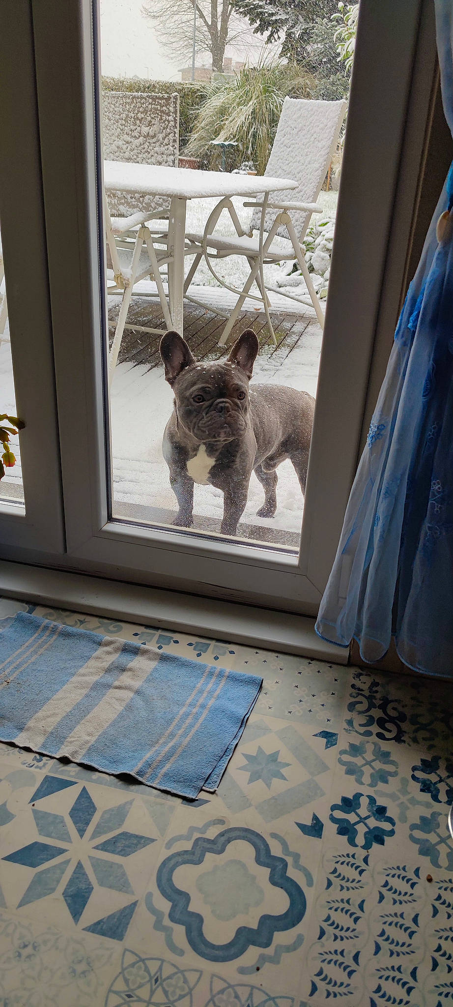 Marvel participe au concours pour gagner de l'argent avec cette photo : blue, carnivore, chair, companion_dog, dog, dog_breed, fawn, felidae, floor, flooring, grey, interior_design, pattern, small_to_medium_sized_cats, snout, tail, textile, whiskers, window, wood