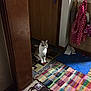 Junior joined the competition — help win amazing prizes! cat, indoor, rug, door, wood, patterned_rug, colorful_rug, clothing, hanger, floor, pet, animal, domestic, curious, sitting, quiet, room, home, door_handle, mat
