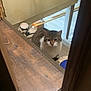 cat, tabby_cat, stairs, wood_floor, doorway, sandals, mop, indoor, curious, pet, animal, domestic, feline, white_markings, flooring, household, quiet, resting, looking_up, cozy