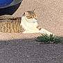 Junior joined the competition — help win amazing prizes! cat, tabby_cat, white_cat, sunbathing, pavement, car_bumper, outdoor, animal, pet, resting, sunlight, weed, nature, feline, mammal, relaxed, daytime, closeup, domestic_animal, quiet