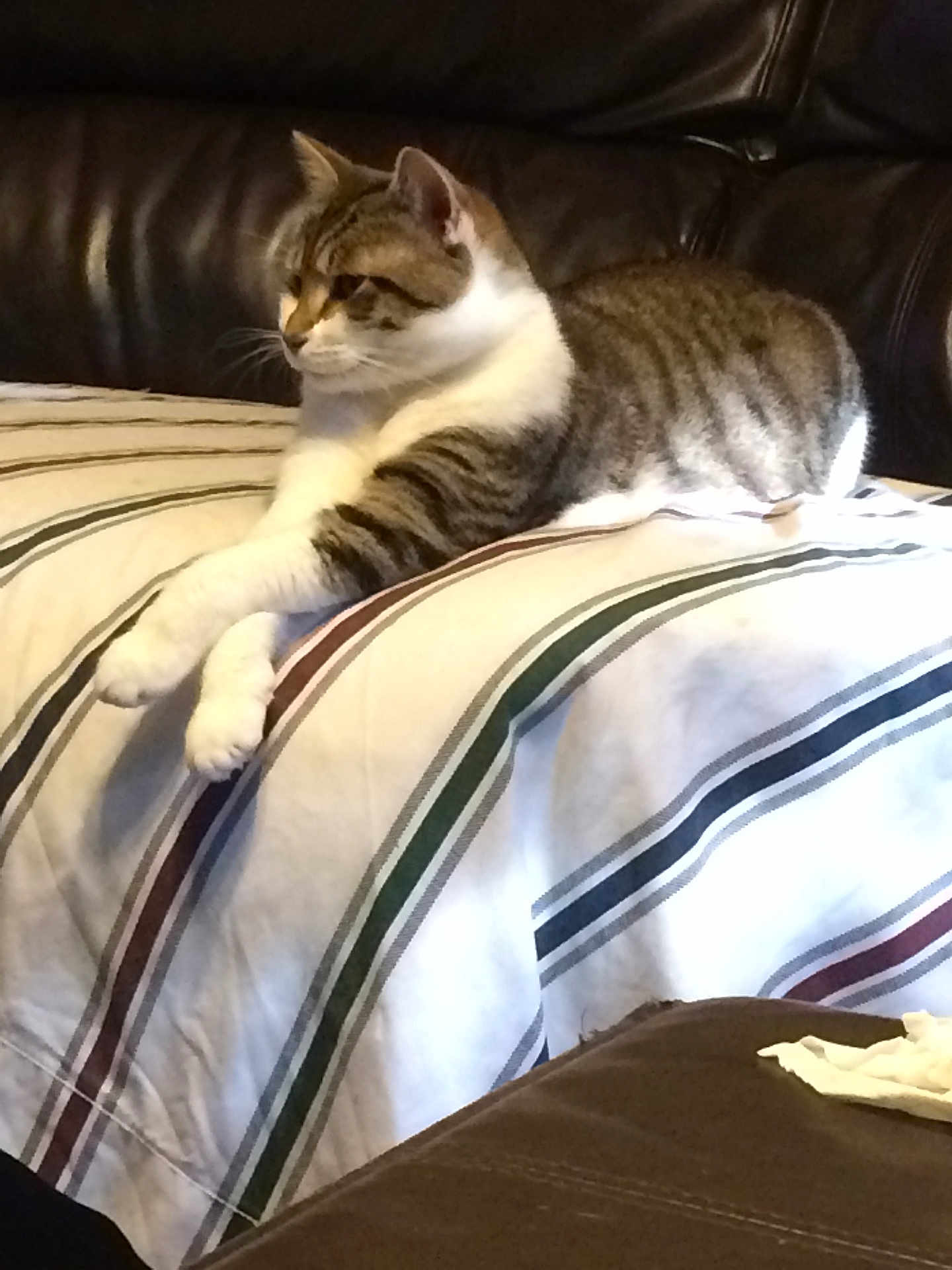 Junior joined the competition — help win amazing prizes! cat, tabby, pet, animal, striped_bedspread, indoor, feline, resting, leather_couch, domestic, cozy, fur, whiskers, paws, side_view, relaxed, home, comfort, striped_pattern, sleepy