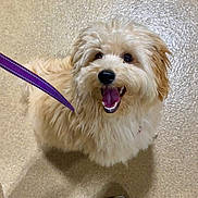 Marley is registered to the contest to win money with this photo: dog, leash, happy, smiling, fluffy, pet, canine, indoor, floor, looking_up, animal, cute, fur, tongue_out, waiting, playful, companion, friendly, domestic, mammal