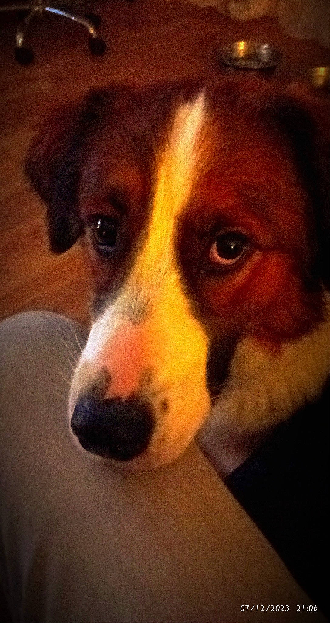 Tahïna a rejoint le concours — aidez-le/la à gagner de superbes lots ! bored, canidae, carnivore, companion_dog, dog, dog_breed, fur, snout, sporting_group, terrestrial_animal, waste_container, whiskers, working_animal, working_dog