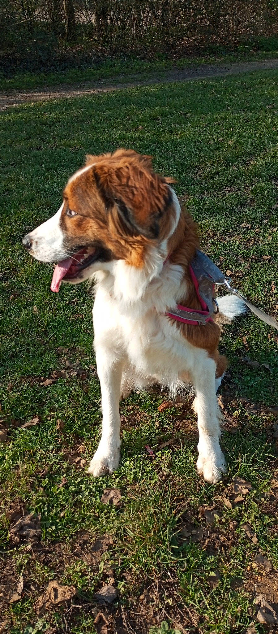 Tahïna a rejoint le concours — aidez-le/la à gagner de superbes lots ! canidae, carnivore, companion_dog, dog, dog_breed, fawn, fur, grass, gun_dog, hunting_dog, liver, plant, sporting_group, terrestrial_animal, working_dog