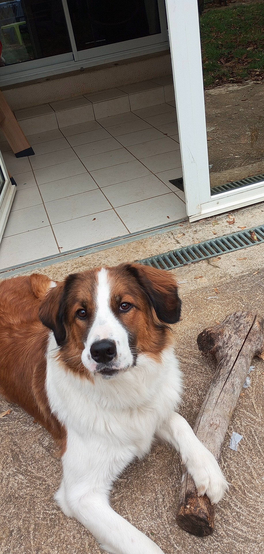 Tahïna participe au concours pour gagner de l'argent avec cette photo : australian_collie, canidae, carnivore, companion_dog, dog, dog_breed, door, fawn, flooring, fur, herding_dog, liver, plant, snout, sporting_group, terrestrial_animal, whiskers, window, wood, working_dog