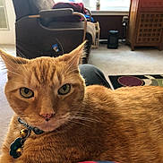 Sandy is registered to the contest to win money with this photo: cat, orange_tabby, collar, bell, pet, indoor, carpet, furniture, window, close_up, portrait, animal, whiskers, ears, eyes, nose, home, relaxed, domestic_cat, feline