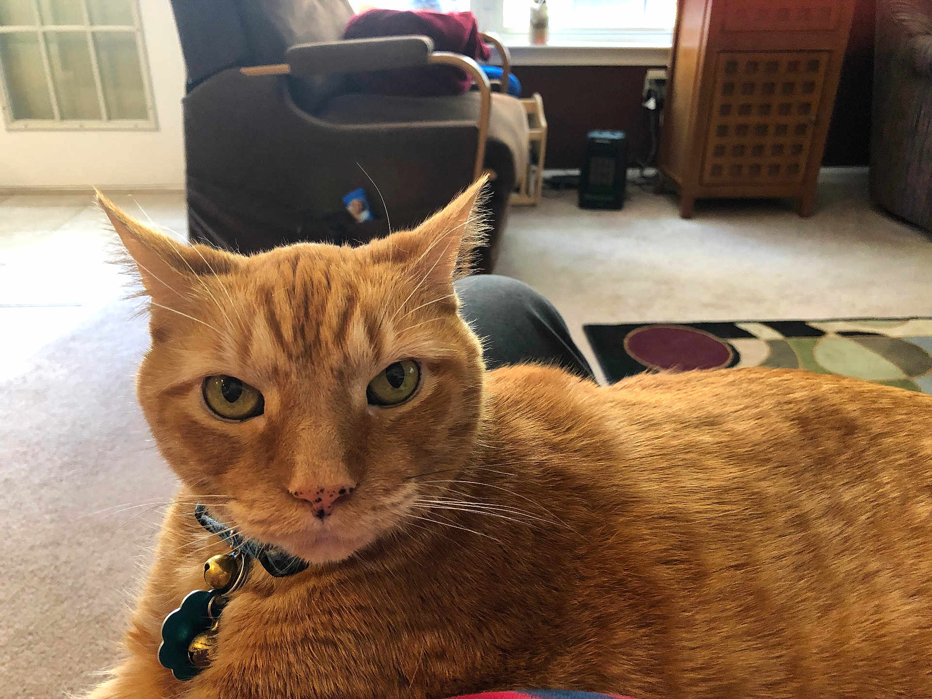 Sandy is registered to the contest to win money with this photo: cat, orange_tabby, collar, bell, pet, indoor, carpet, furniture, window, close_up, portrait, animal, whiskers, ears, eyes, nose, home, relaxed, domestic_cat, feline