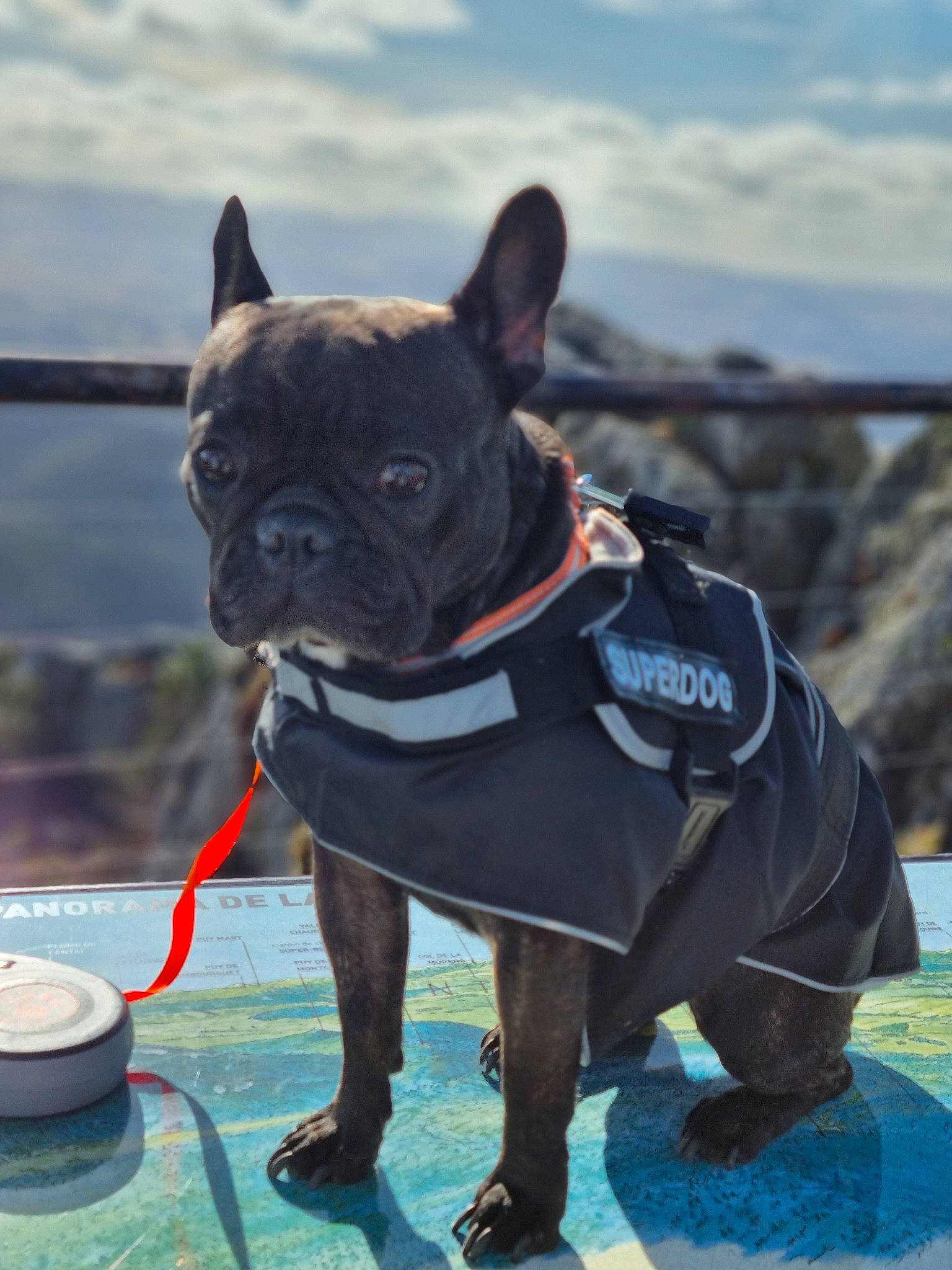 Nalia a rejoint le concours — aidez-le/la à gagner de superbes lots ! bulldog, canidae, carnivore, cloud, collar, companion_dog, dog, dog_breed, dog_collar, electric_blue, fashion_accessory, fawn, french_bulldog, leash, mammal, sky, snout, sporting_group, toy_dog, working_animal