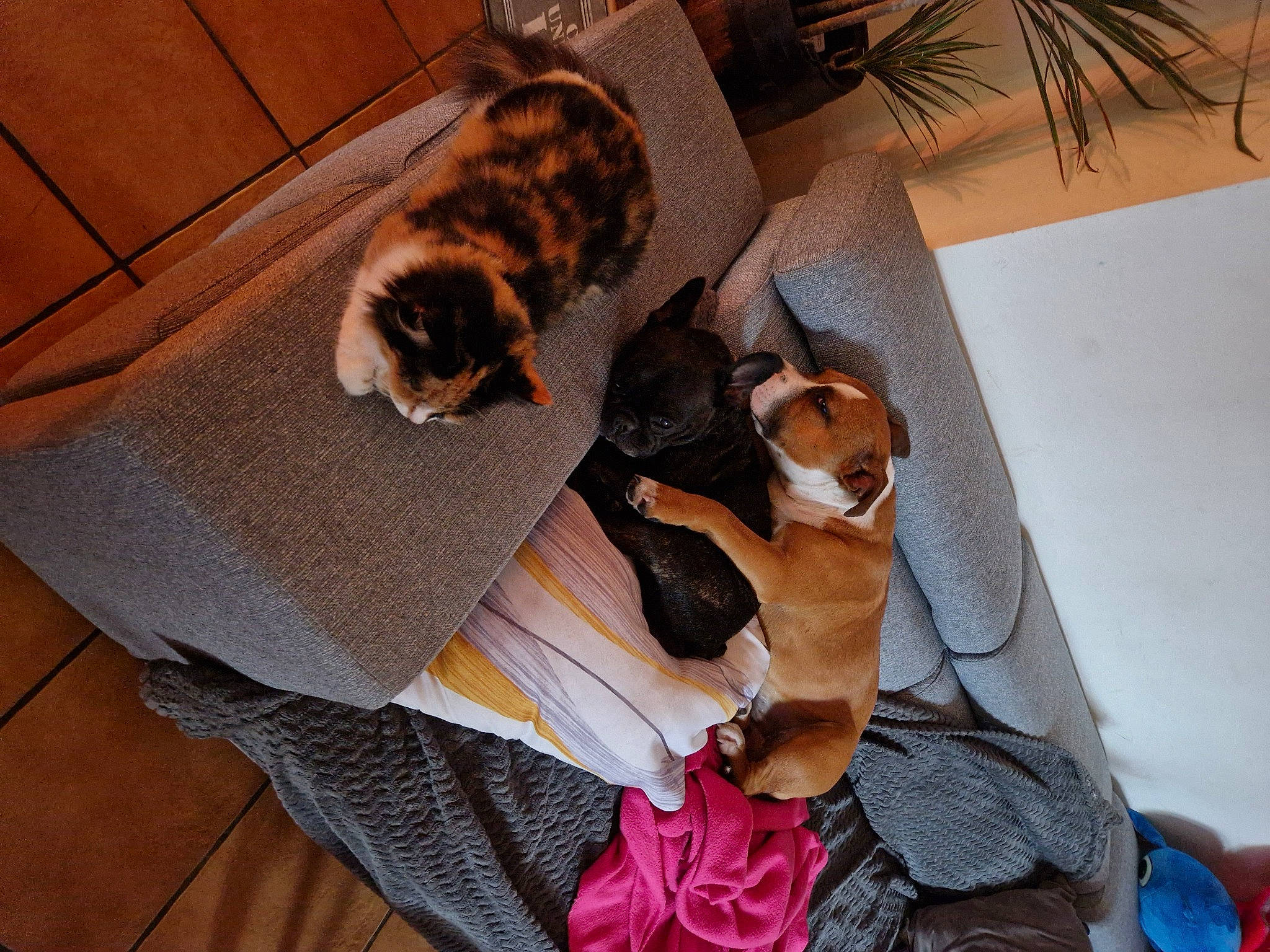 Nalia participe au concours pour gagner de l'argent avec cette photo : carnivore, cat, comfort, companion_dog, couch, dog, dog_breed, fawn, felidae, flooring, fur, hardwood, linens, mammal, palm_tree, plant, small_to_medium_sized_cats, tail, whiskers, wood