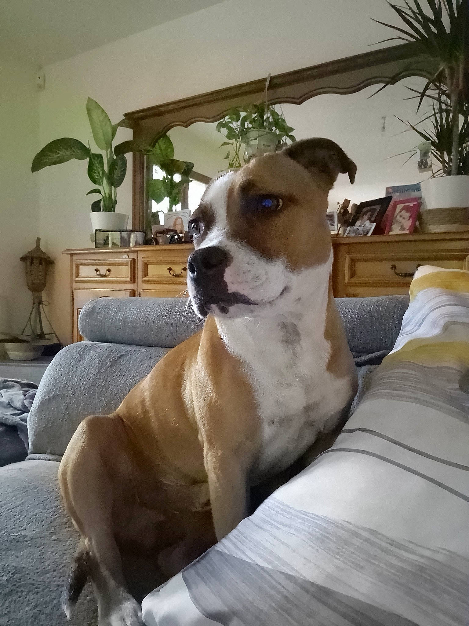 Stich participe au concours pour gagner de l'argent avec cette photo : canidae, carnivore, chair, collar, comfort, companion_dog, dog, dog_breed, dog_collar, dog_supply, fawn, flowerpot, furniture, houseplant, irishjacks, plant, snout, sporting_group, whiskers, working_animal