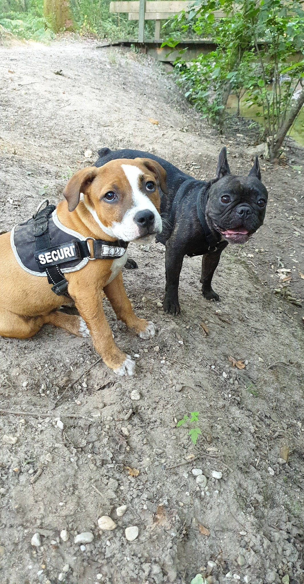 Stich a rejoint le concours — aidez-le/la à gagner de superbes lots ! adventure, bulldog, canidae, carnivore, collar, companion_dog, dog, dog_breed, dog_collar, fawn, molosser, non_sporting_group, puppy, snout, soil, sporting_group, terrestrial_animal, toy_dog, working_animal, working_dog