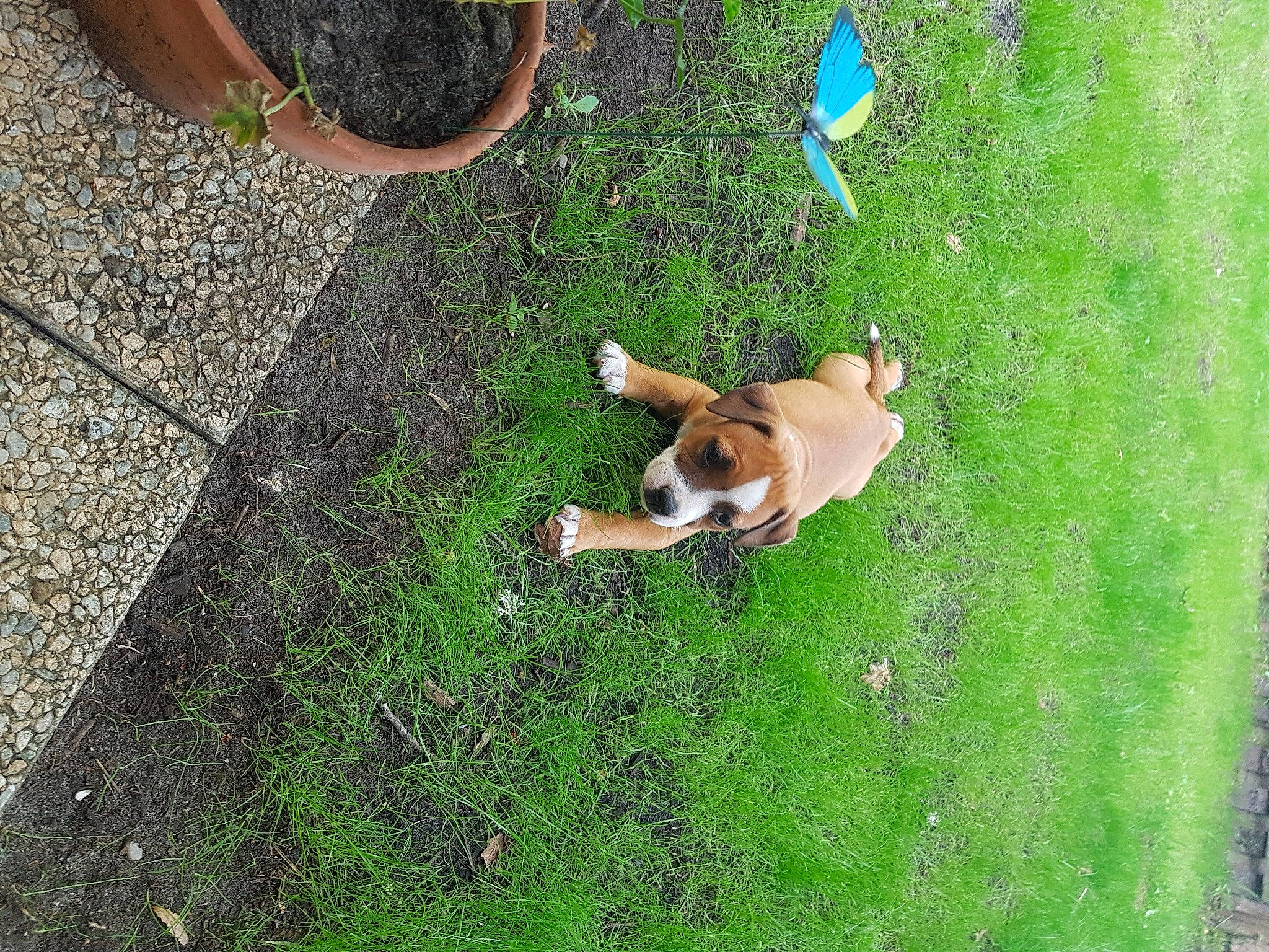 Stich a rejoint le concours — aidez-le/la à gagner de superbes lots ! art, canidae, carnivore, companion_dog, dog, dog_breed, fawn, grass, grassland, groundcover, hunting_dog, non_sporting_group, pasture, plant, road_surface, shadow, soil, sporting_group, tail, working_dog