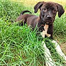 puppy, dog, black_and_white, grass, outdoors, garden, animal, pet, portrait, lying_down, sitting, brown_fur, white_chest, white_paws, floppy_ears, collar, tail, greenery, backyard, cute