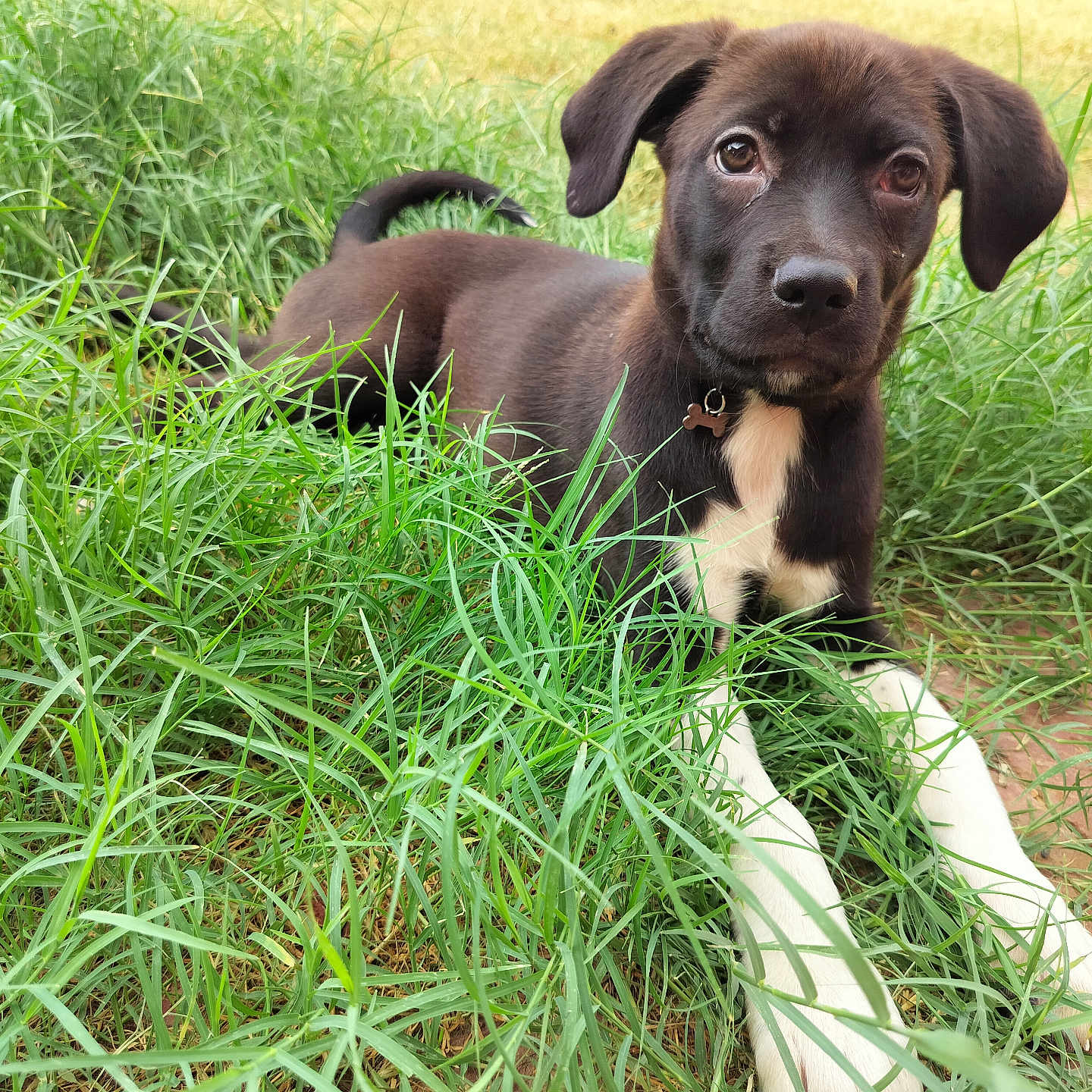Grace is registered to the contest to win money with this photo: puppy, dog, black_and_white, grass, outdoors, garden, animal, pet, portrait, lying_down, sitting, brown_fur, white_chest, white_paws, floppy_ears, collar, tail, greenery, backyard, cute