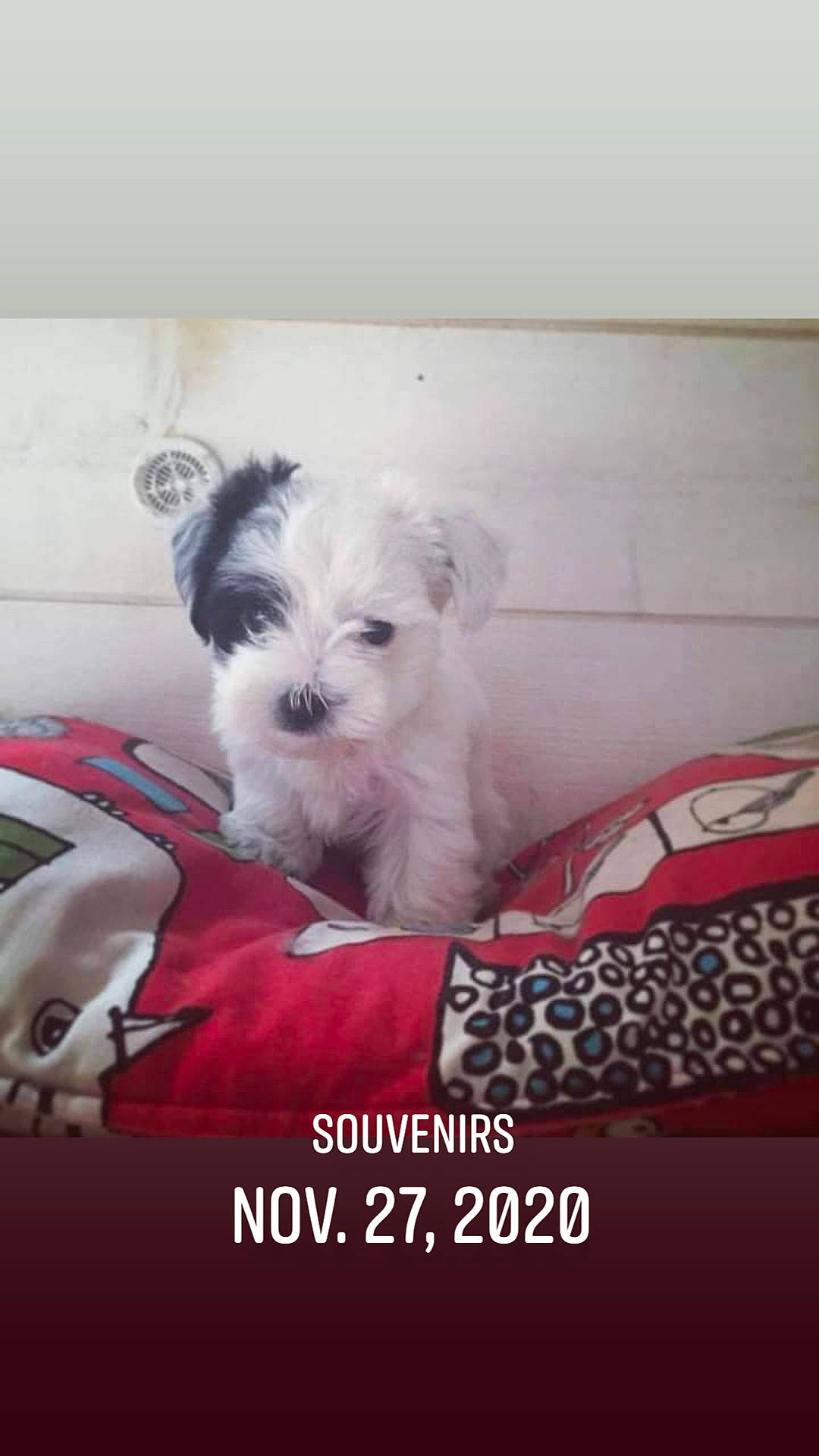 Toby a rejoint le concours — aidez-le/la à gagner de superbes lots ! canidae, carnivore, comfort, companion_dog, dog, dog_breed, dog_supply, font, fur, maltepoo, non_sporting_group, pet_supply, photo_caption, rectangle, small_terrier, snout, sporting_group, terrier, toy_dog, working_animal