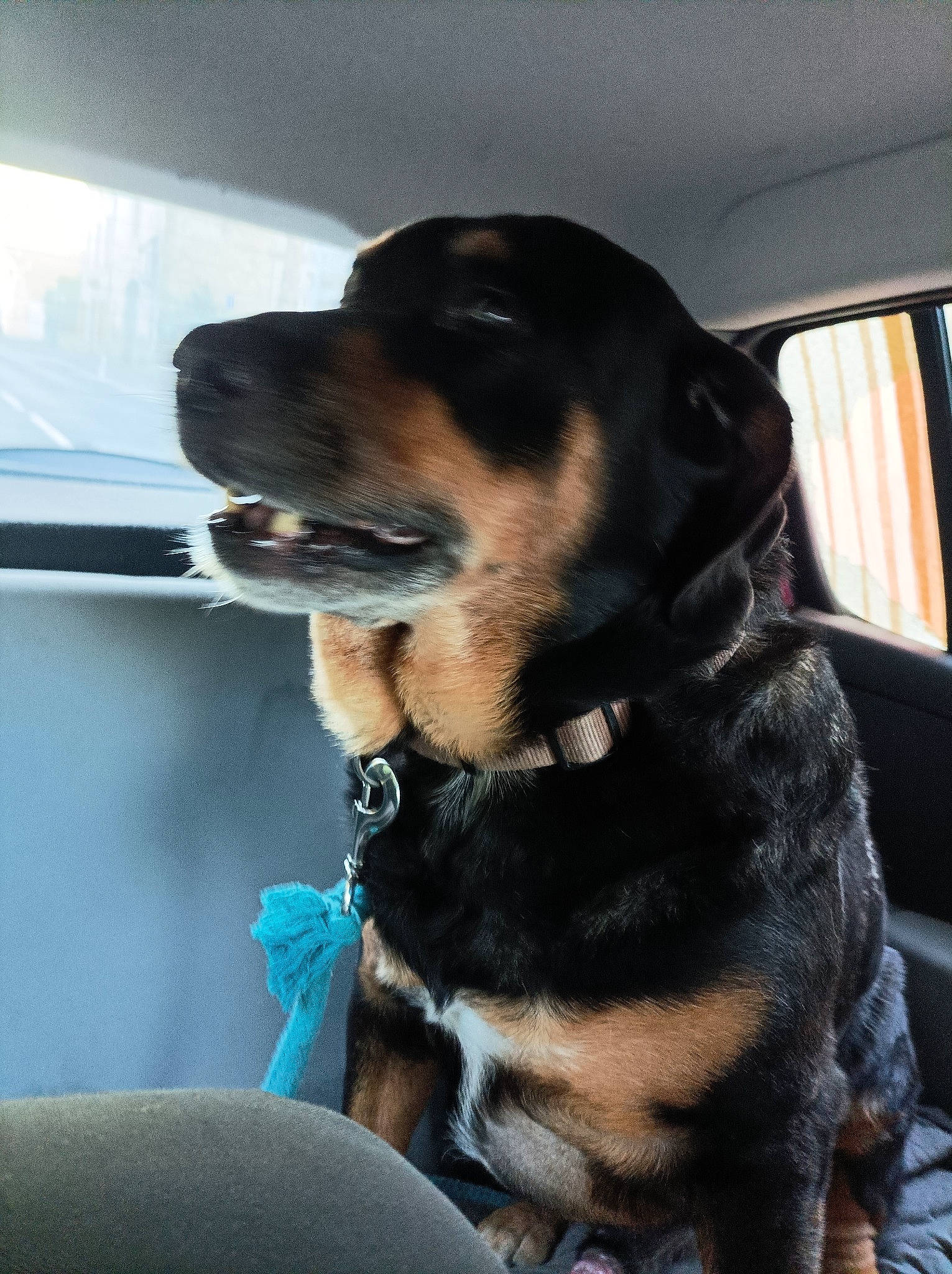 Guizmo participe au concours pour gagner de l'argent avec cette photo : canidae, car_seat, carnivore, collar, comfort, companion_dog, dog, dog_breed, dog_collar, fur, guard_dog, hunting_dog, puppy, snout, sporting_group, vehicle_door, whiskers, windshield, working_animal, working_dog