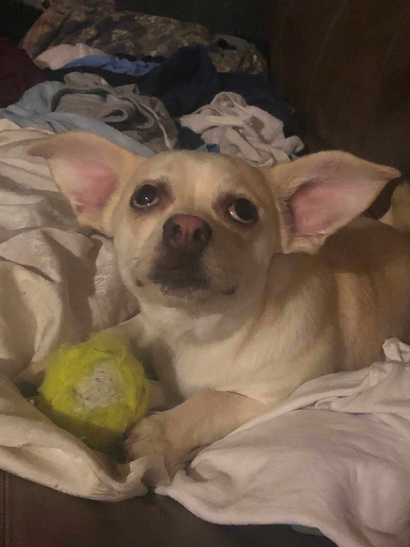 Marley is registered to the contest to win money with this photo: dog, small_dog, tennis_ball, blanket, indoor, pet, ears, fur, cute, animal, lying_down, toy, brown, white, cozy, companion, looking_up, face, paw, relaxed