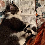 Clarence is registered to the contest to win money with this photo: animal, black_and_white, blanket, book, cat, cozy, cute, face, fur, indoors, lying_down, open_book, paw, pet, quilt, reading_material, relaxation, resting, sleeping, text