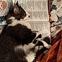 animal, black_and_white, blanket, book, cat, cozy, cute, face, fur, indoors, lying_down, open_book, paw, pet, quilt, reading_material, relaxation, resting, sleeping, text