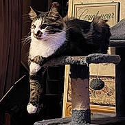 Clyde is registered to the contest to win money with this photo: cat, tabby_cat, indoor, cat_tree, furniture, paw, fur, pet, animal, relaxed, lounging, domestic, home_decor, sign, curtain, sitting, whiskers, close_up, feline, cozy