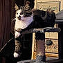 cat, tabby_cat, indoor, cat_tree, furniture, paw, fur, pet, animal, relaxed, lounging, domestic, home_decor, sign, curtain, sitting, whiskers, close_up, feline, cozy
