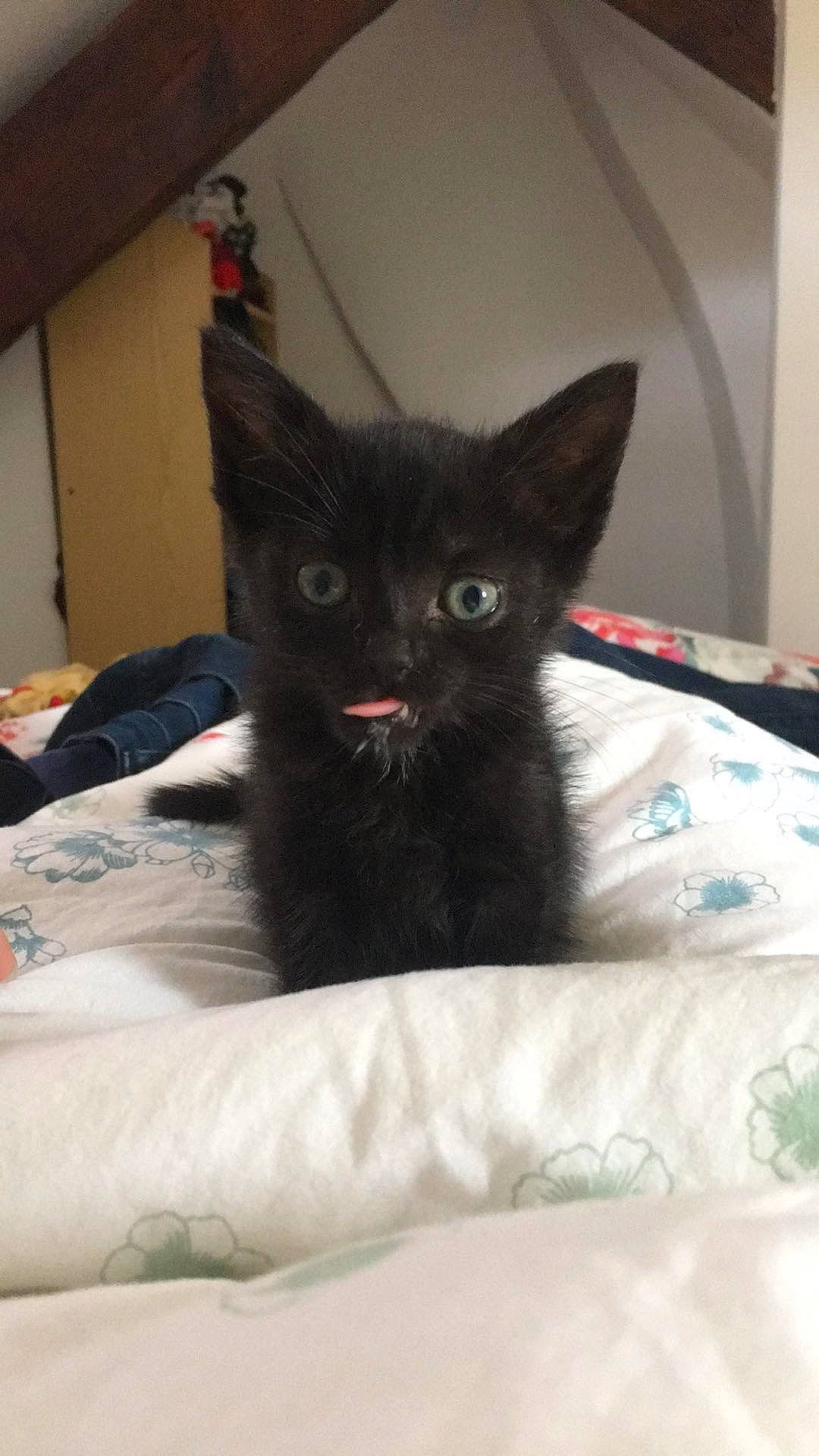 Gnocchi a rejoint le concours — aidez-le/la à gagner de superbes lots ! bed, black_cat, bombay, carnivore, cat, cat_bed, cat_supply, claw, comfort, domestic_short_haired_cat, felidae, fur, linens, room, small_to_medium_sized_cats, snout, tail, terrestrial_animal, whiskers