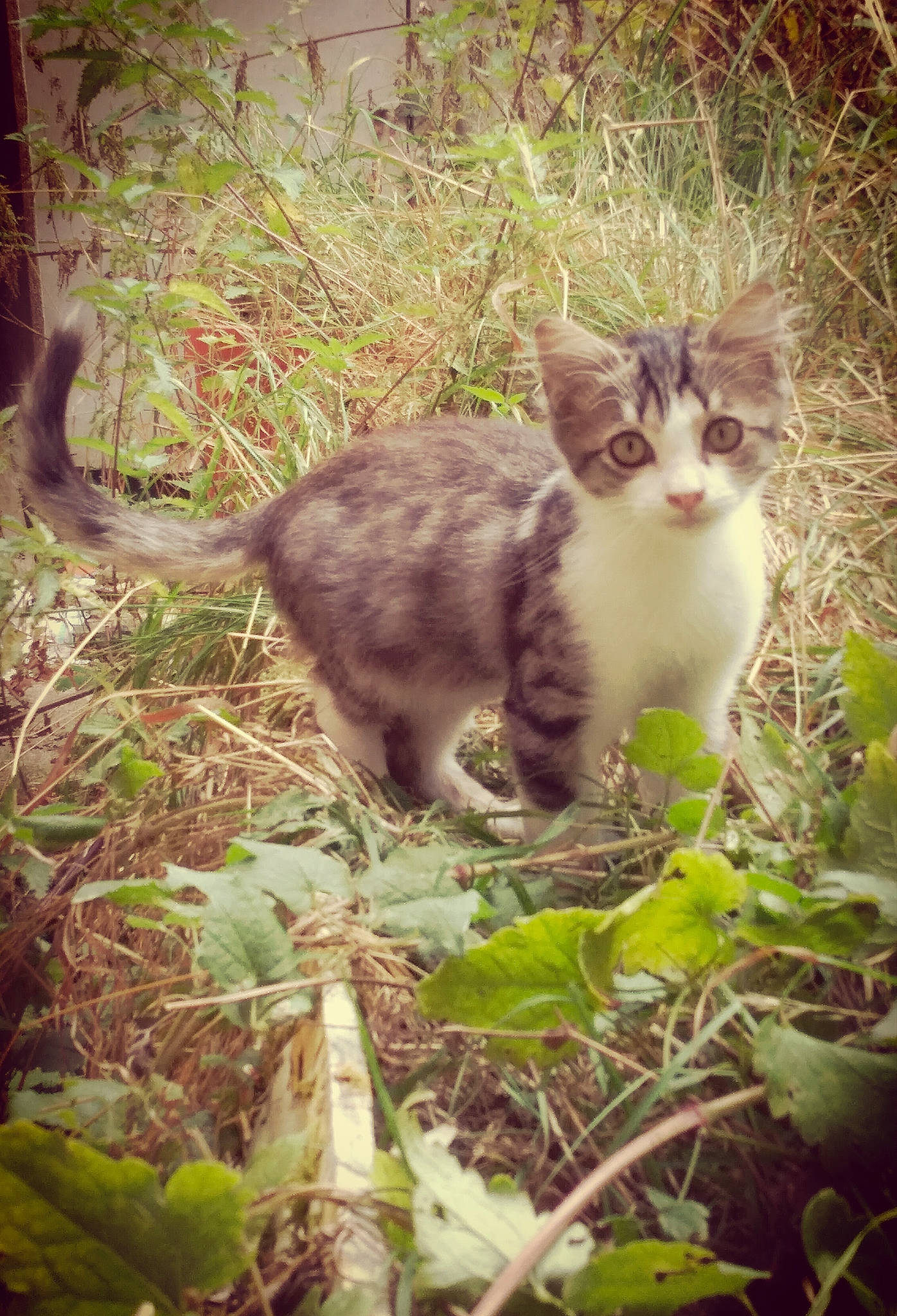 Tiny a rejoint le concours — aidez-le/la à gagner de superbes lots ! aegean_cat, cat, cat_like_mammal, domestic_short_haired_cat, fauna, grass, kitten, leaf, plant, small_to_medium_sized_cats, whiskers, wildlife