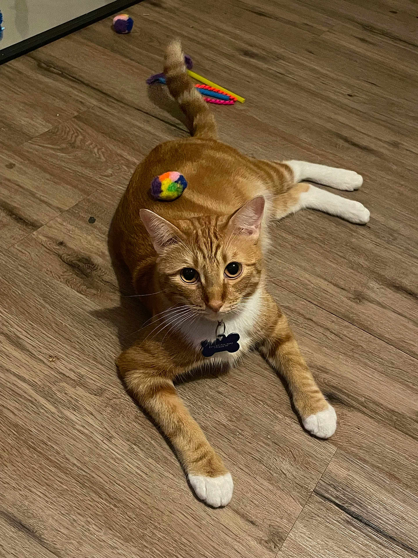 Zora joined the competition — help win amazing prizes! cat, orange_tabby, white_paws, floor, wooden_floor, toy, colorful_ball, pet, indoor, animal, cute, feline, laying_down, playful, curious, whiskers, collar, pet_tag, tail, ears