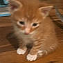 Zora joined the competition — help win amazing prizes! kitten, orange_cat, white_paws, wooden_floor, pet, blurry, indoor, small, young, cute, feline, animal, fur, sitting, domestic, mammal, whiskers, ears, flooring, adorable