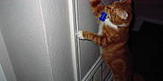 Zora joined the competition — help win amazing prizes! cat, orange_tabby, door, door_knob, collar, indoor, pet, curious, vent, wall, floor, hind_legs, reaching, tabby, feline, animal, house, home, domestic, curiosity