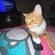 Zora joined the competition — help win amazing prizes! cat, ginger_cat, white_cat, pet, remote_control, blanket, bed, indoor, feline, animal, paw, television, furniture, relaxed, resting, cute, domestic_animal, cozy, home, living_room