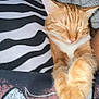 Zora joined the competition — help win amazing prizes! cat, orange_tabby, sleeping, paws, crossed_paws, blanket, zebra_stripes, white_blanket, cozy, indoor, pet, feline, fur, whiskers, relaxed, nap, cute, domestic_animal, animal, resting