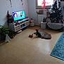 living_room, dog, small_dog, rug, floor, television, christmas_tree, decorations, window, curtain, plant, cabinet, toy, elf, stuffed_animal, radiator, carpet, indoor, furniture, holiday