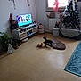 Nala participe au concours pour gagner de l'argent avec cette photo : living_room, dog, christmas_tree, rug, television, decorations, plant, window, furniture, floor, toy, ornaments, cushion, holiday, home, interior, small_dog, christmas, cozy, soft_light