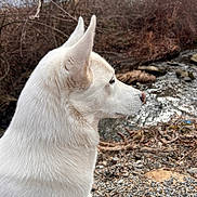 Matilda joined the competition — help win amazing prizes! animal, canine, coyote, dog, eskimodog, fox, gravel, husky, nature, outdoors, pet, puppy, road, rock, slate, snow, soil, whitedog, wilderness, wolf