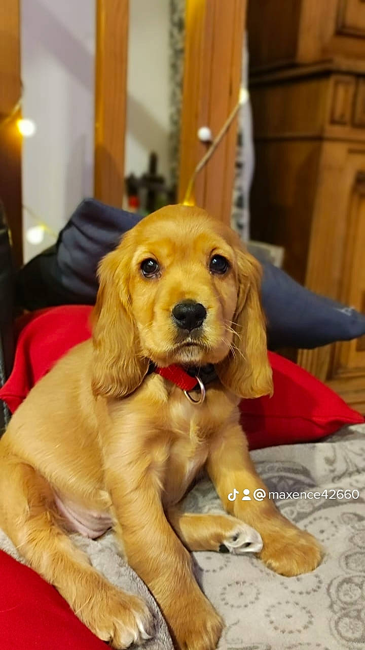 Talia a rejoint le concours — aidez-le/la à gagner de superbes lots ! ancient_dog_breeds, canidae, carnivore, collar, companion_dog, dog, dog_breed, dog_toy, fawn, flooring, fur, happy, paw, pet_supply, puppy, retriever, snout, sporting_group, whiskers, working_animal