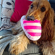 Talia participe au concours pour gagner de l'argent avec cette photo : dog, golden_retriever, plush_toy, heart_shaped_toy, striped_toy, couch, blanket, red_pillow, indoor, pet, fur, close_up, cute, animal, relaxed, cozy, living_room, soft_toy, long_ears, fluffy