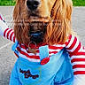 Talia a rejoint le concours — aidez-le/la à gagner de superbes lots ! dog, pet, outdoor, costume, clothing, blue_overalls, striped_sleeves, pavement, greenery, wooden_wall, closeup, puppy, brown_fur, collar, cute, sitting, daylight, adorable, portrait, animal
