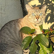 Samy participe au concours pour gagner de l'argent avec cette photo : animal, blue_eyes, calm, cat, closeup, collar, domestic_cat, fur, greenery, leaf, nature, outdoor, pet, plant, serene, shadow, sitting, sunlight, whiskers, window_sill