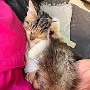 Jinny joined the competition — help win amazing prizes! animal, cat, comfort, couch, cozy, cute, domestic, fur, furry, hand, indoor, kitten, nap, pet, pillow, pink_clothing, resting, sleeping, small, soft