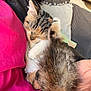 animal, cat, comfort, couch, cozy, cute, domestic, fur, furry, hand, indoor, kitten, nap, pet, pillow, pink_clothing, resting, sleeping, small, soft