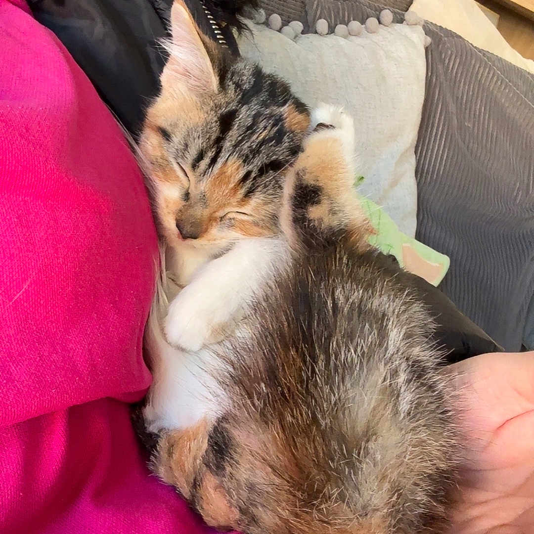 Jinny joined the competition — help win amazing prizes! animal, cat, comfort, couch, cozy, cute, domestic, fur, furry, hand, indoor, kitten, nap, pet, pillow, pink_clothing, resting, sleeping, small, soft