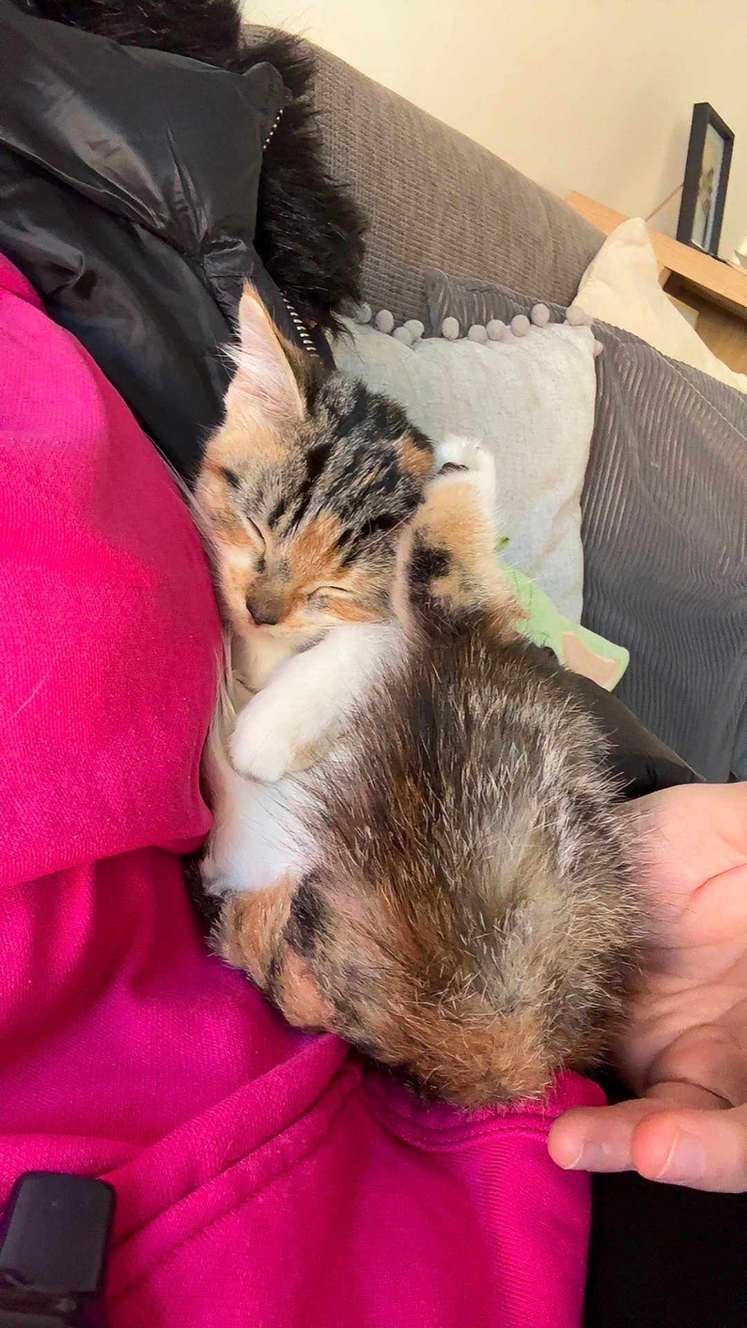 Jinny joined the competition — help win amazing prizes! animal, cat, comfort, couch, cozy, cute, domestic, fur, furry, hand, indoor, kitten, nap, pet, pillow, pink_clothing, resting, sleeping, small, soft