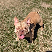 Little Girl is registered to the contest to win money with this photo: closeup, dog, domestic_pet, erect_ears, french_bulldog, grass, happy, muzzle, outdoor, panting, paws, pet, playful, shadow, standing, sunny, tan_coat, tongue_out, wrinkled_face, yard