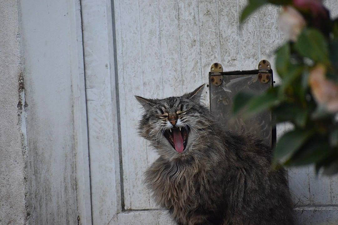 Joker a rejoint le concours — aidez-le/la à gagner de superbes lots ! carnivore, cat, domestic_short_haired_cat, felidae, fur, grey, houseplant, maine_coon, plant, small_to_medium_sized_cats, snout, terrestrial_animal, whiskers, wildlife, window, wood